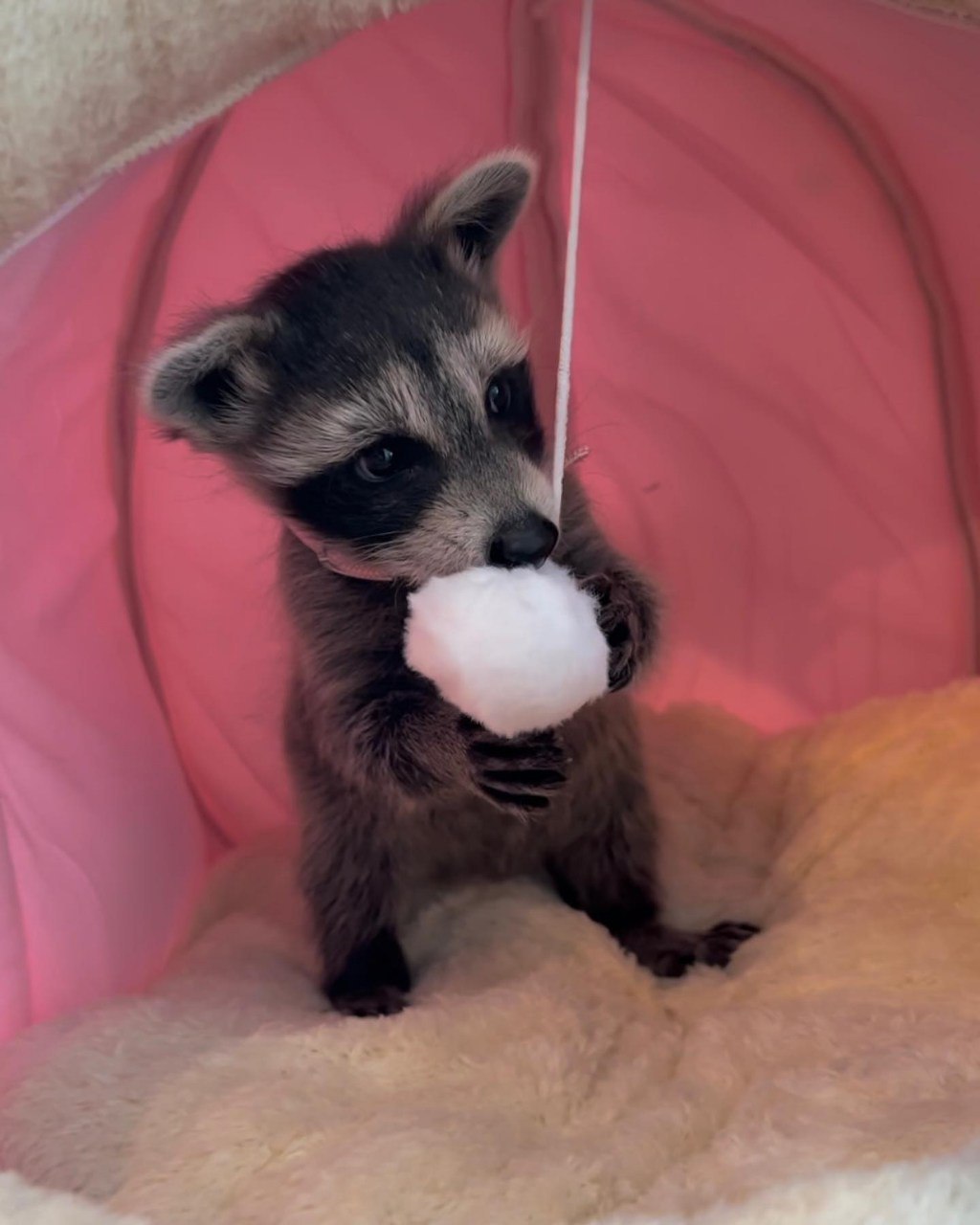 Raccoon  Female