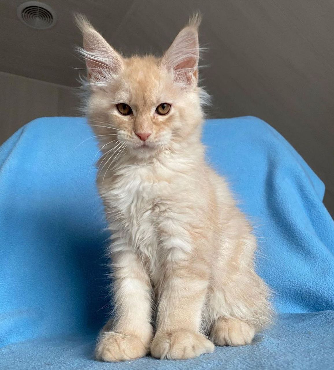 Maine coons Kittens Female