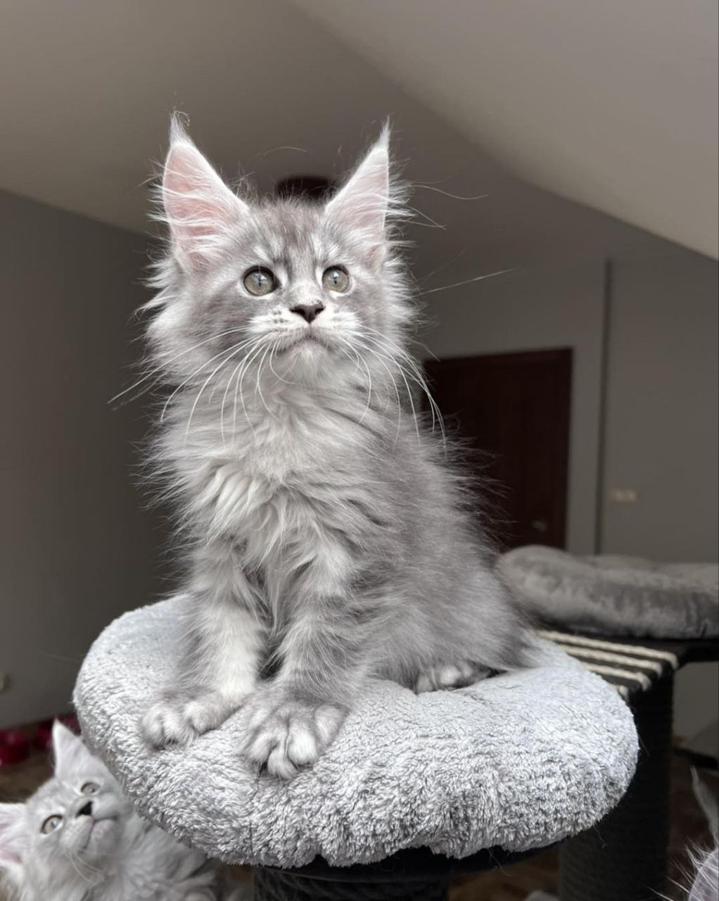 Maine Coon Kitten