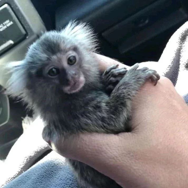 Marmoset Monkey Male