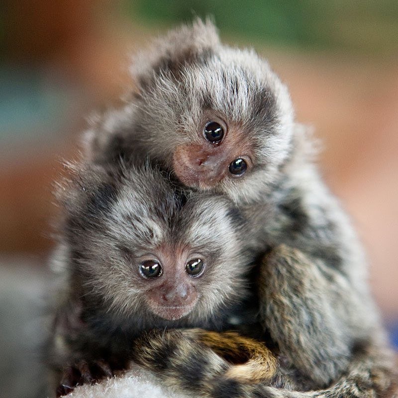 Marmoset Monkey Male and Female