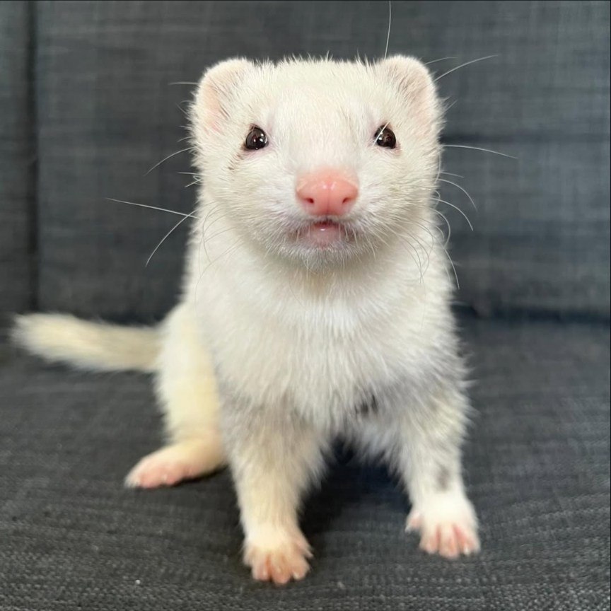 Ferrets Female